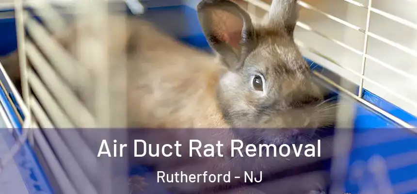  Air Duct Rat Removal Rutherford - NJ