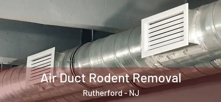 Air Duct Rodent Removal Rutherford - NJ